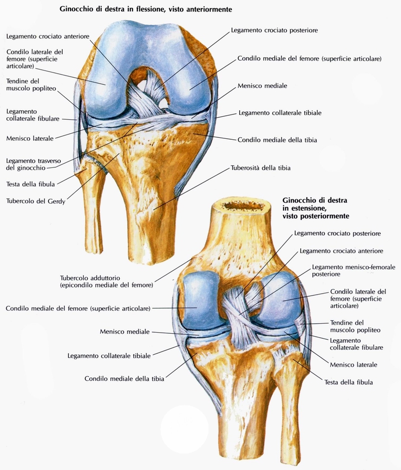 Anatomia ginocchio