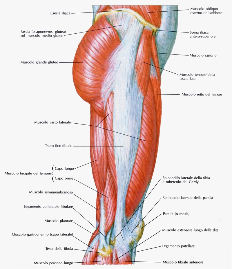Anatomia coscia